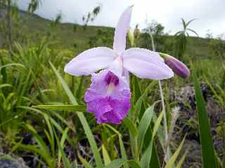 Coulée 2004 - Orchidée - Arundina graminifolia (orchidée bambou)