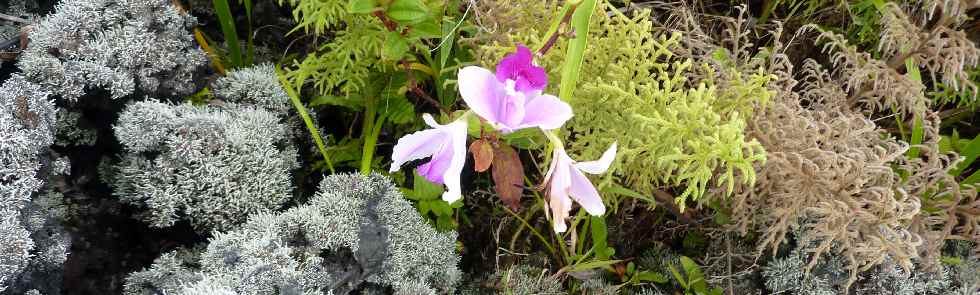 Coule 2004 -Arundina graminifolia (orchide bambou)