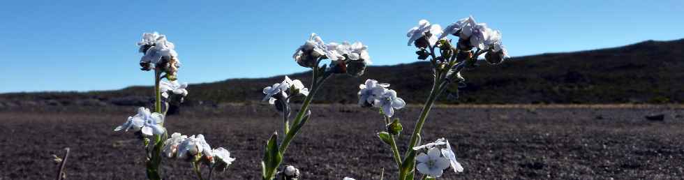 Myosotis de Bourbon