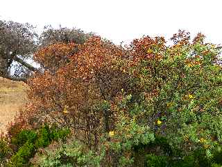 Incendies au volcan - Bois de Fleurs Jaunes roussis par la chaleur