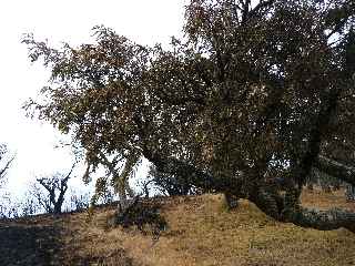 Incendies au volcan - Petits tamarins des Hauts