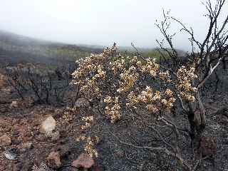 Incendies au volcan - novembre 2010