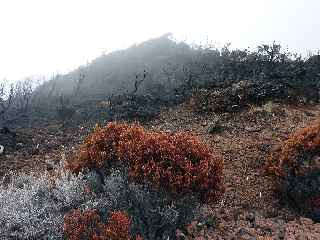 Incendies au volcan - novembre 2010 - Pente Zézé
