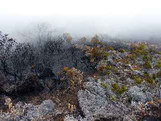 Incendies au volcan - novembre 2010 - Pente Zz