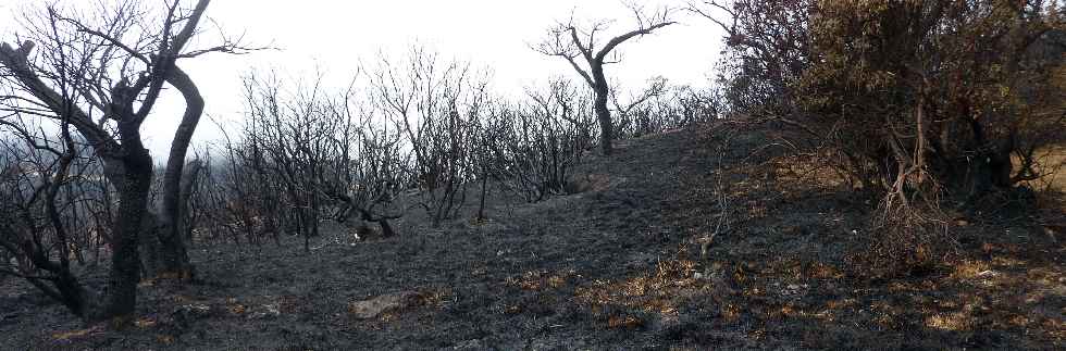 Incendies au volcan - Pentes du Piton dans l'Bout