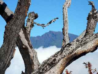 Piton des Neiges