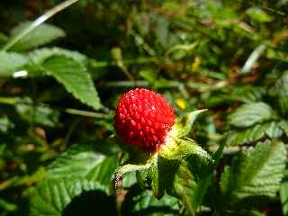 Fruit des bois