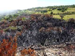 Incendies  la Plaine des Cafres