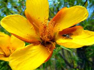 Fleur de Bois de Fleurs Jaunes