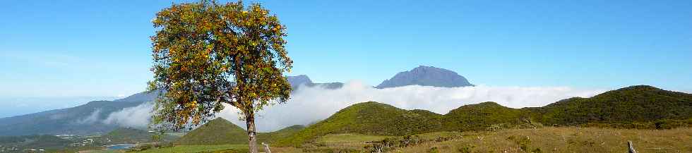 Petitv tamarin des Hauts