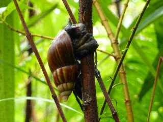 Escargot du Tremblet