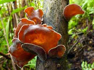 Champignons - Le Tremblet