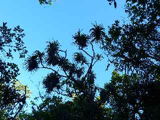 Forêt de Basse Vallée - Sentier GR R2 - Pandanus montanus