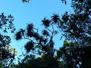 Fort de Basse Valle - Sentier GR R2 - Pandanus montanus