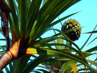 Fort de Basse Valle - Sentier GR R2 - Pandanus montanus et pimpin