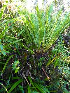 Fort de Basse Valle - Sentier GR R2 - Blechnum tabulare