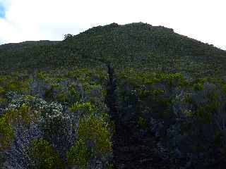 Forêt du Volcan Sud - GR R2 - Piton Rick