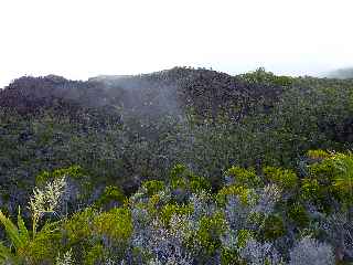 Forêt du Volcan Sud - GR R2 - Intérieur du cratère du Piton Ruick