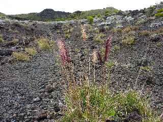 Forêt du Volcan Sud - GR R2 - Puys Ramond - Pennisetum caffrum