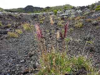 Fort du Volcan Sud - GR R2 - Puys Ramond - Pennisetum caffrum