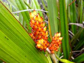 Redescente vers Basse Valle - Ananas marron