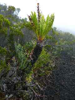 Redescente vers Basse Valle - Blechnum tabulare