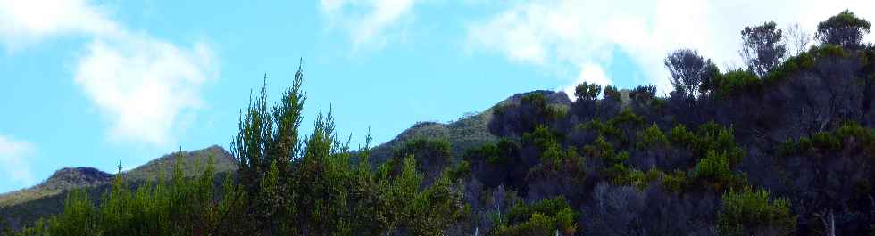 Forêt du Volcan Sud - GR R2 - Cratères