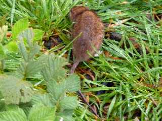 Rat au pied du Pas de Bellecombe - mai 2011