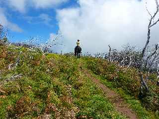 Chevaux au volcan