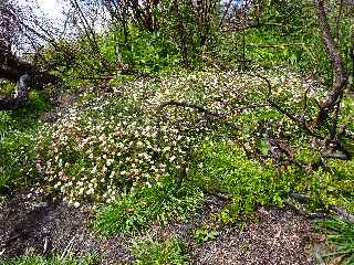 Tapis de marguerites folles