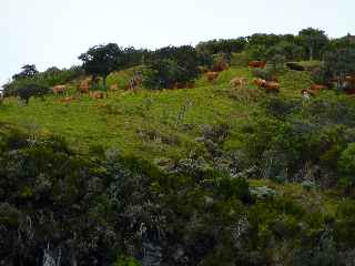 Bovins aux Trous Blancs