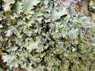 Lichens