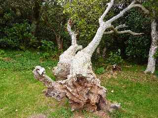 Sentier botanique ND de la Paix - Arbre dracin