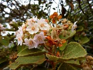 Sentier botanique ND de la Paix - Mahot en fleurs