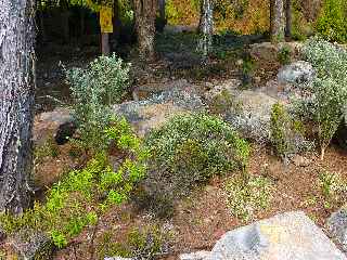 Plantations aux abords des parkings