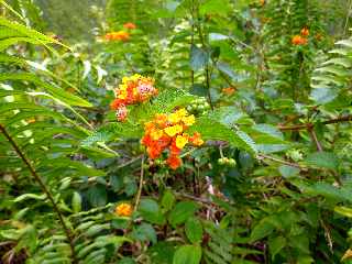 Grand Brl - Route des laves - Galabert en fleurs