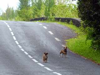 Grand Brl - Route des laves - Chiens errants