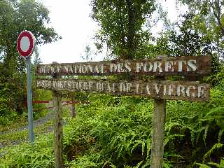 Grand Brûlé - Route des laves - Piste forestière Quai de la vierge