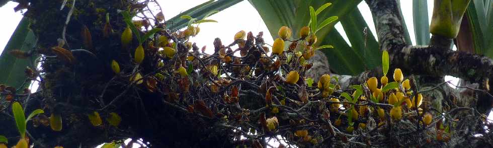 Grand Brûlé - Route des laves - Orchidées Ti Carambole - Bulbophyllum nutans