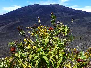 Nez Coup de Ste-Rose - Vue sur le Piton de la Fournaise