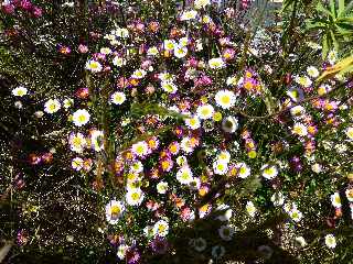 Sentier du Nez Coup de Ste-Rose - Marguerites folles