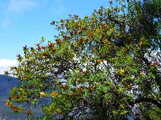 Sentier du Nez Coup de Ste-Rose - Fleurs jaunes