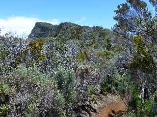 Sentier du Nez Coup de Ste-Rose - Retour vers le Piton de Partage