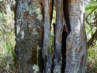 Sentier du Nez Coup de Ste-Rose - Arbre creux