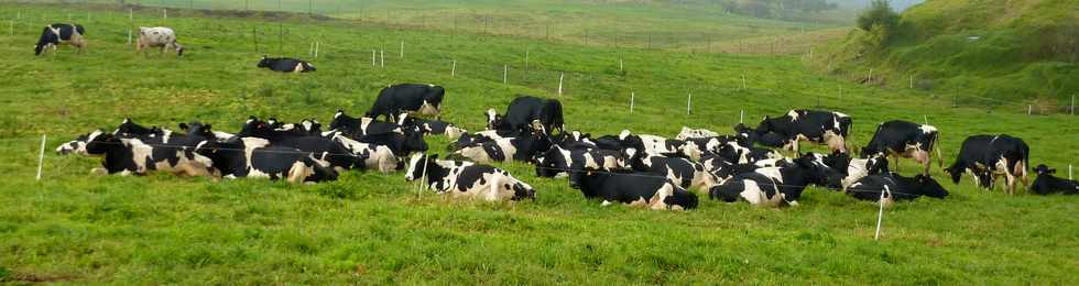 Vaches au paturage - Plaine des Cafres