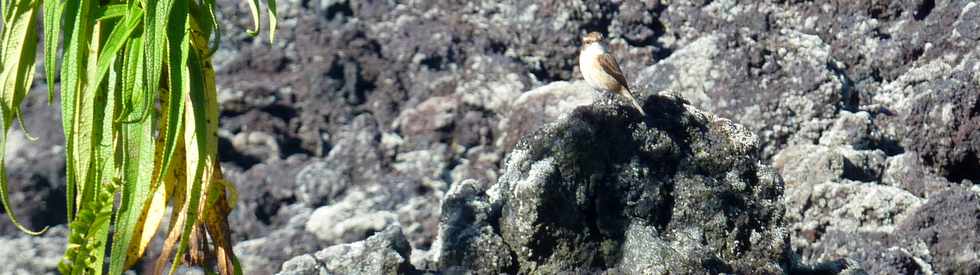 2014 - Piton de la Fournaise - Enclos - Tec-tec