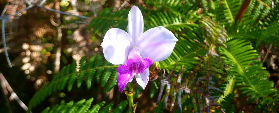 Arundina graminifolia (orchidée bambou)
