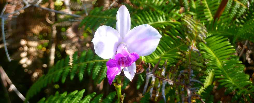 Arundina graminifolia (orchide bambou)