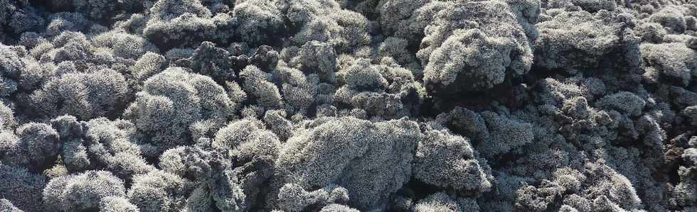 2014 - Piton de la Fournaise - Enclos - Lichens  - Stereocaulon vulcani