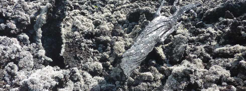 Piton de la Fournaise - Primorphose - Stereocaulon vulcani